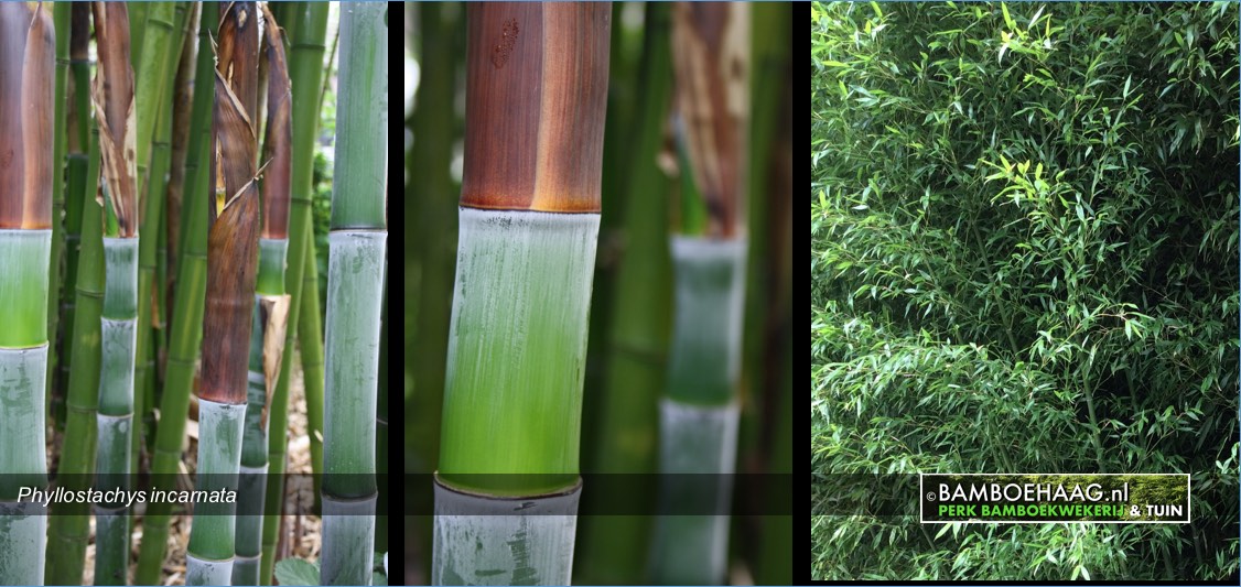 Phyllostachys incarnata